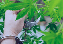 How Many Marijuana Arrests in Ohio.png