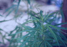 Ohio Marijuana Tax Revenue 2025.png